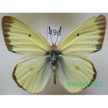 Colias philodice vitabunda Hovanitz, 1943 male Canada49d